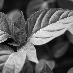 Extreme Uva Facial Color Alissi Bronte - Imagen 4