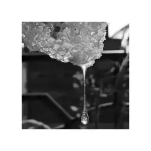 Crema Royal Defensa Activa Alissi Bronte - Imagen 4